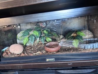 Gecko enclosure