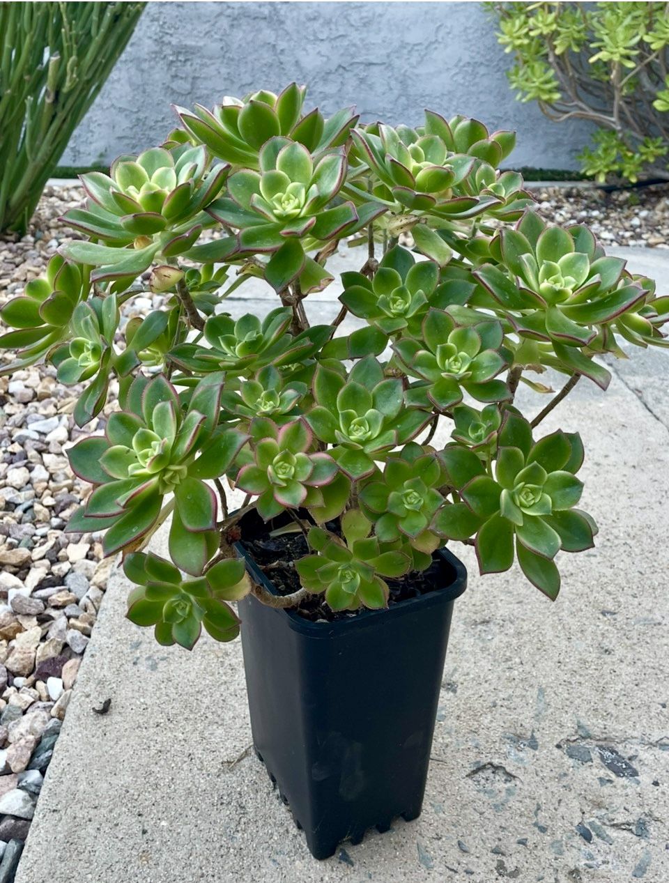 Aeonium Kiwi.