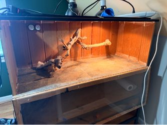 Bearded dragon enclosure