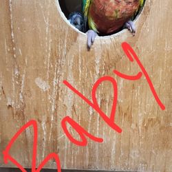 P A R R O T Nest Box