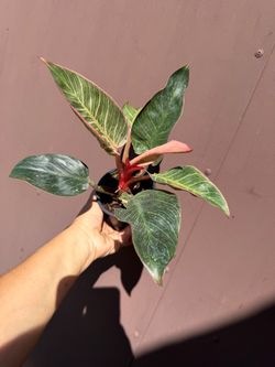 4” philodendron pink birkin