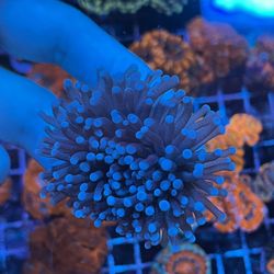 Purple With Blue Tip Torch Coral For Your Reef Tank