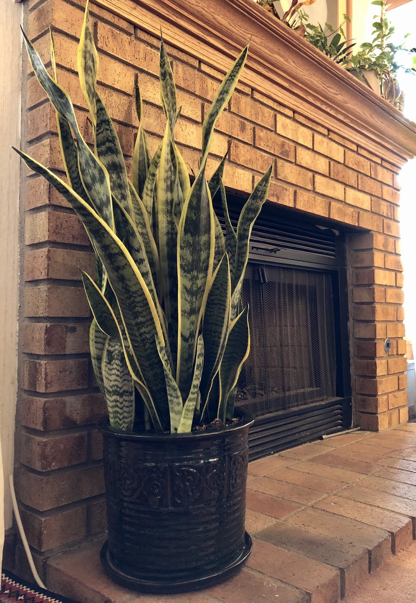 Live “Snake” plant (40" tall) in a beautiful contemporary 10" ceramic pot