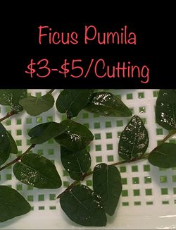 Ficus Pumila ‘Creeping Fig’ Cuttings