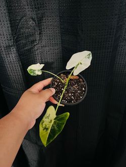 Variegated Alocasia Frydek