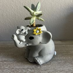 New Flower Pots Made Out Of Cement, Plant Included 