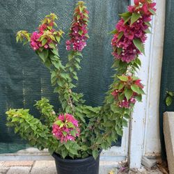 Torch Glow Bougambilea Plant, In 5 Gallons Pot Pick Up Only