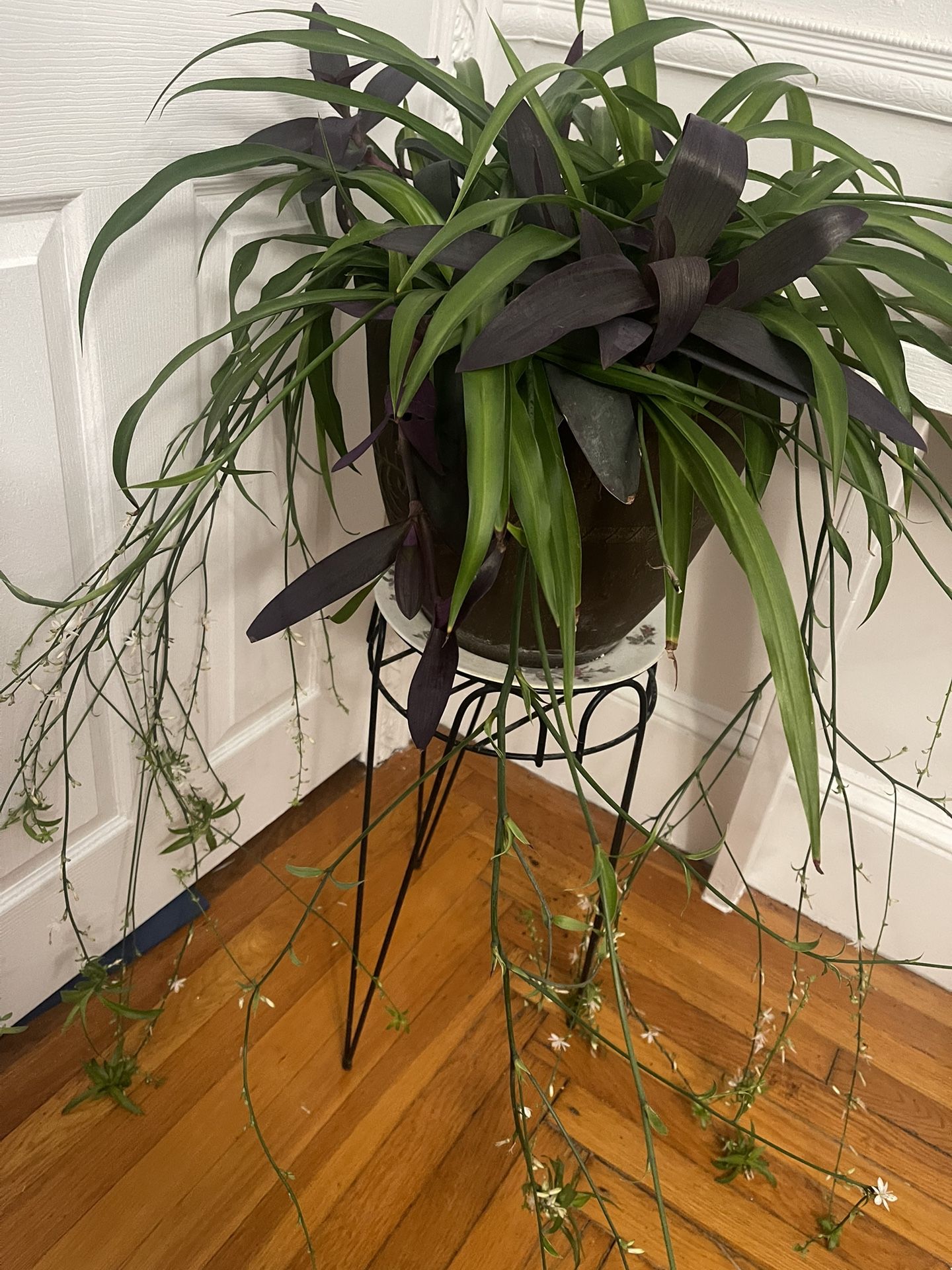 Purple Heart And Spider Plant