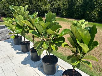 Healthy Fiddle Leaf Fig Tree(s)