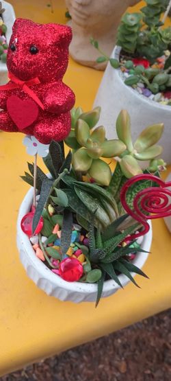 Succulents Arrangement Plants.