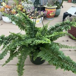Fluffy Ruffle Fern, live plant in 6” nursery pot. ✔️ profile for more🪴 