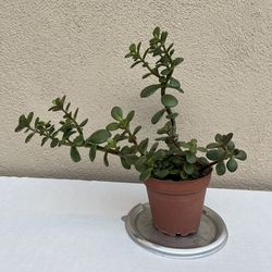 Live 11” Jade 🌿 Purify Air 🌱Mood 💚 Positive Energy