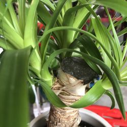 6” Ponytail Palm “Elephant’s Foot Tree