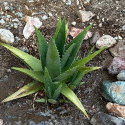 Aloe Vera Plants 