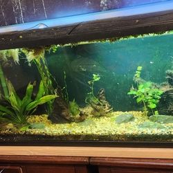 50 Gallon Fish Tank With 2 Hood Covers With Led Marineland Cannister Filter