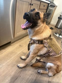 Harness Bundle
