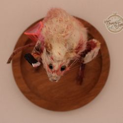 Taxidermy killer rat