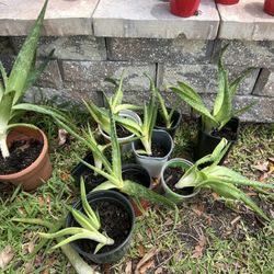 $3 Aloes And $8 Stapelia Gigantea!!