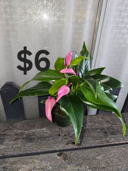 Anturio lila