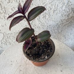 3 Inch Pot Succulent Plant- Tradescantia Zebrina Violet - Wandering Dude - Live Succulent - Rooted & Established - Drought Resistant - 🪴