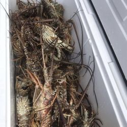 Lobster Charter