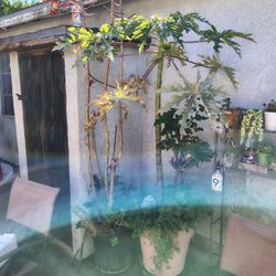 Plants For Sale 