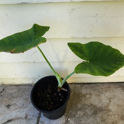 Elephant Ear Plant 