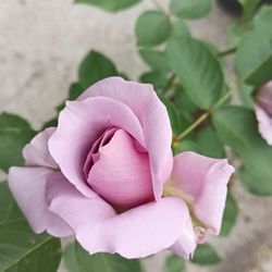 Live Blooming Rose Plant 1-gal Beautiful Purple Lavender Color