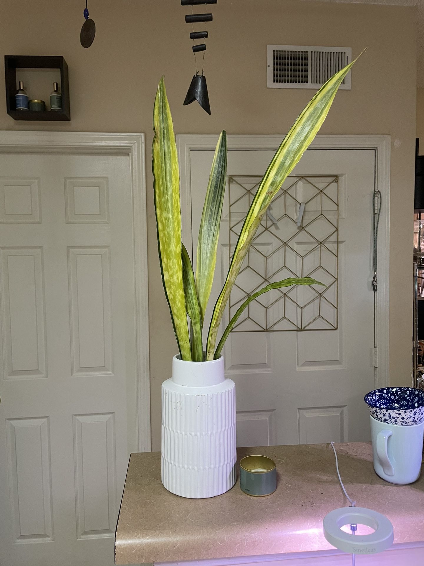 🌼 Rare Snake Plant | Sansevieria “Lauren” | Low Light & Drought Tolerant | Air Purifying | Vase Not Included