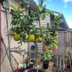 Plant: Very Sweet Orange