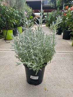 Gallon Size Silver Lavander PLANTS ARRIVE, BEAUTIFUL AND HEALTHY. $10 EACH