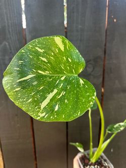 Monstera Crème Brûlée