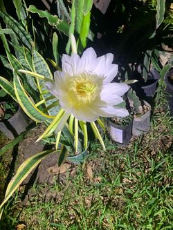 Dragon Fruit Plant about 10 feet long in Gallon Bucket