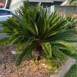 Sago Palm Trees For Sale