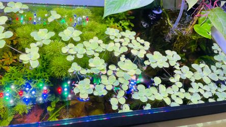 Aquarium plants floaters