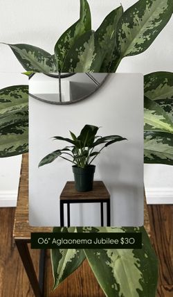 Plants For Sale, Ask For Prices