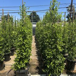 Ficus Nitida Indian Laurel Privacy Hedge