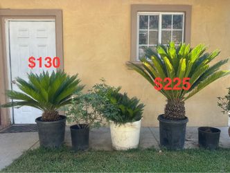 sago Palms
