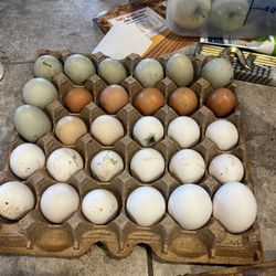 Eggs
