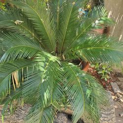 Palm Tree