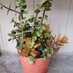 Succulent Arrangements 