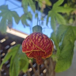 Chinese lantern