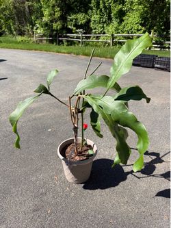 broad-leaved epiphyllum