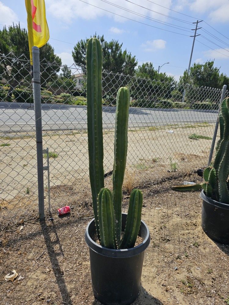 San Pedro Cactus