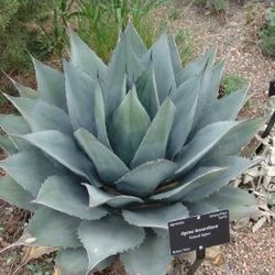 Agave Cactus Plant 