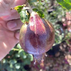 Pomegranate Fruit Tree