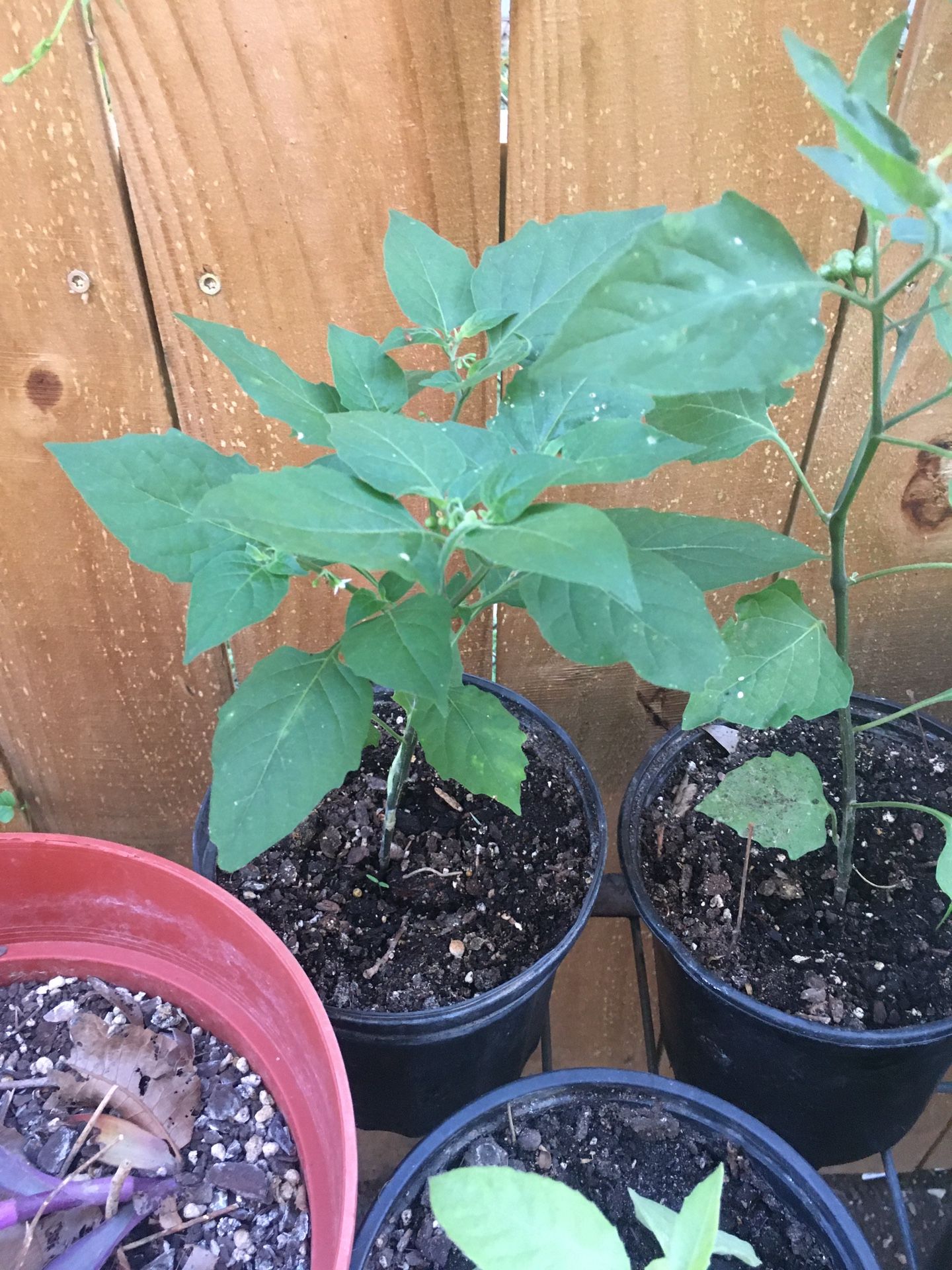 Hierba Mora/ Black Nightshade Plant