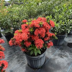 🔥 Plant: Ixora Taiwanese Red