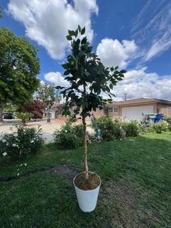 Indoor outdoor plant fake 55$$ free delivery