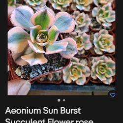 SUNBURST SUCCULENT VARIEGATED 4 COLOR ..SWEET PLANT $4